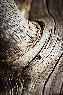 포토 JPG 해외이미지 나무 식물 백그라운드 패턴 자연 표면 날씨 추상 건조 사람없음 야외 목재 세로 갈색 환경 정원 검은색 회색 흰색 나뭇가지 숲 묘사 유기농 질감 나무껍질 내추럴 옛날 해외포토 웰빙 컬러 무늬 재료 껍질 생태계 파일형식 이미지허브