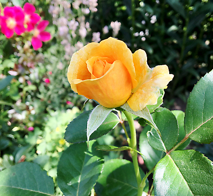 포토 JPG 해외이미지 식물 계절 공원 꽃잎 꽃 꽃다발 결혼 잎 자연 발렌타인데이 선물 풍경 사람없음 장식 빨간색 초록색 여름 장미 정원 봄 성장 벚꽃 개화 정상 이슬 다발 향기 아로마 악취 내추럴 구성 해외포토 공공시설 컬러 데이이벤트 이벤트 생태계 냄새 파일형식 이미지허브