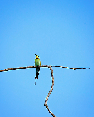 포토 JPG 해외이미지 모래 곤충 백그라운드 무지개 날개 조류 종류 앉기 해변 사람없음 빨간색 초록색 파란색 컬러풀 햇빛 노란색 검은색 줄무늬 호주 둥지 숲 작음 제비꽃 깃털 꼬리 지역 서식지 계산서 고립 땅바닥 해외포토 자연요소 동물 꽃 바다 컬러 무늬 모션 바닥 태양 오세아니아 크기 파일형식 이미지허브