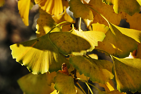 포토 JPG 해외이미지 모양 나무 식물 계절 백그라운드 십자가 잎 패턴 재료 자연 추상 프레임 동양인 사람없음 야외 빛 컬러풀 약 활발 가을 나뭇가지 약초 허브 질감 역동적 고립 광 치료제 해외포토 컬러 컨셉 무늬 의학 인종 풀_식물 생태계 파일형식 이미지허브