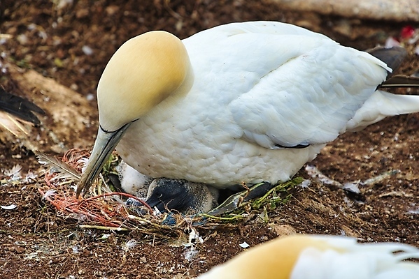 포토 JPG 해외이미지 동물 커플 야생동물 바다 자연 조류 풍경 사람없음 야외 물 여름 노란색 맑음 흰색 둥지 북쪽 내추럴 식민지 해외포토 자연요소 계절 컬러 관계 날씨 방향 생태계 파일형식 이미지허브