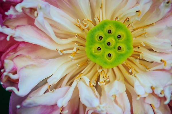 포토 JPG 해외이미지 식물 공원 꽃잎 꽃 길 분홍색 백그라운드 잎 꽃무늬 패턴 자연 아침 사람없음 장식 초록색 컬러풀 햇빛 노란색 정원 봄 벚꽃 흰색 신선 개화 우아함 정상 소프트포커스 큼 수분 낟알 제비꽃 순수 묘사 질감 꽃가루 부드러움 해외포토 주간 계절 공공시설 컬러 컨셉 무늬 촬영기법 태양 감각 크기 가루 생태계 파일형식 이미지허브