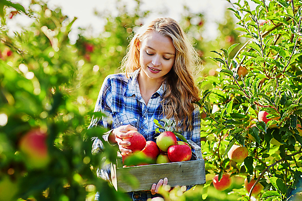 포토 JPG 해외이미지 나무 라이프스타일 계절 유럽 음식 농업 과일 자연 건강 한명 사람 성인 목재 10대 빨간색 상자 금발 농장 정원 수확 나뭇가지 시골 신선 맛 사과 농부 나무상자 과수원 수집 유기농 생태계 원예 날것 긍정 숙성 채식주의자 해외포토 식물 직업 1 헤어스타일 웰빙 나라 산업 컬러 컨셉 재료 청소년 취미 생활 채식 파일형식 이미지허브
