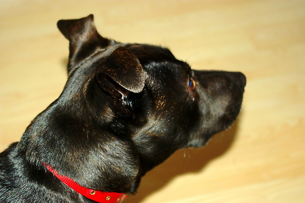 포토 JPG 해외이미지 동물 행복 얼굴 새끼 장난 포유류 털 사람없음 반려동물 검은색 개 강아지 테리어 잡종 송곳니 기르기 총구 해외포토 감정 컬러 신체부위 치아 돌봄 파일형식 이미지허브