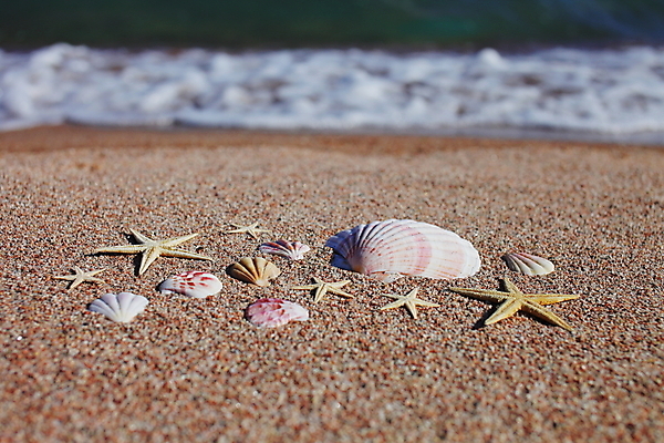 포토 JPG 해외이미지 주간 모래 불가사리 해변 사람없음 야외 조개껍데기 해외포토 자연요소 바다 조개 극피동물 파일형식 이미지허브