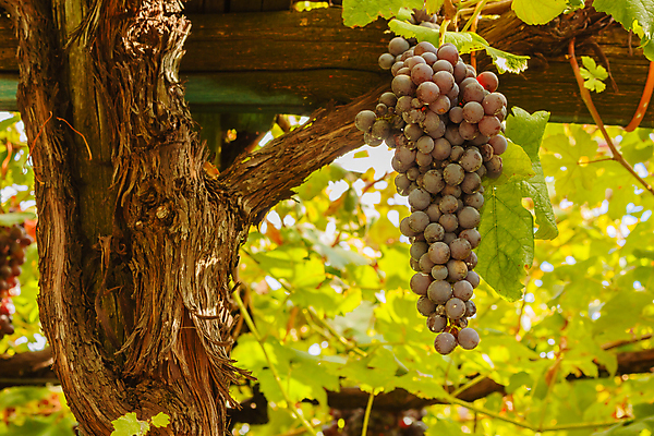 포토 JPG 해외이미지 잎 농업 포도 사람없음 목재 초록색 갈색 와인 수확 지원 해외포토 나무 식물 산업 컬러 과일 재료 주류 파일형식 이미지허브
