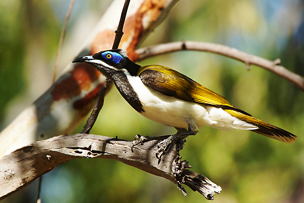 포토 JPG 해외이미지 동물 야생동물 여행 자연 조류 국립공원 사람없음 호주 오지 해외포토 공원 오세아니아 생태계 파일형식 이미지허브