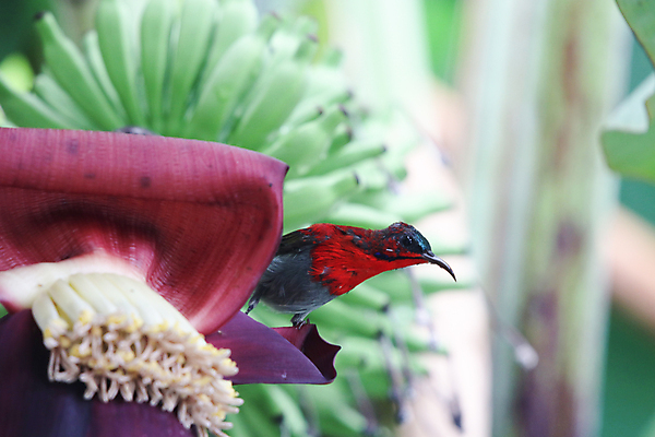 포토 JPG 해외이미지 나무 동물 아이콘 공원 남자 꽃 아시아 야생동물 백그라운드 곡선 태국 자연 조류 사람없음 야외 빨간색 초록색 파란색 컬러풀 환경 검은색 벚꽃 흰색 나뭇가지 신선 숲 부리 진홍색 전국 해외포토 식물 공공시설 나라 선 컬러 사람 생태계 파일형식 이미지허브