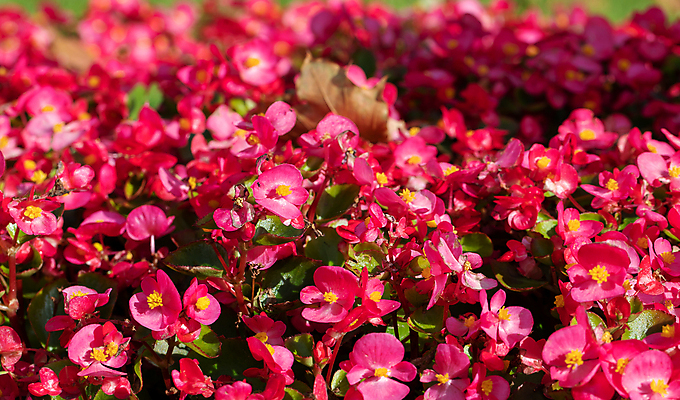 포토 JPG 해외이미지 배너 계절 공원 꽃 분홍색 꽃무늬 패턴 침구 자연 발렌타인데이 사랑 사람없음 장식 컬러풀 장미 우주 정원 놀람 활발 인사 신선 신용카드 개화 그룹 자주색 질감 생물학 조경 자연백그라운드 화단 제비 강렬 많음 해외포토 식물 공공시설 교육 감정 컬러 백그라운드 컨셉 무늬 데이이벤트 조류 표정 금융 예절 생태계 파일형식 이미지허브
