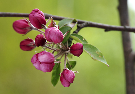포토 JPG 해외이미지 나무 계절 꽃잎 꽃 분홍색 잎 과일 자연 사람없음 빨간색 정원 봄 성장 벚꽃 흰색 나뭇가지 개화 체리 사과 과수원 해외포토 식물 컬러 농업 생태계 파일형식 이미지허브