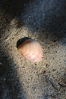 포토 JPG 해외이미지 모래 파도 바다 섬 여행 자연 하늘 휴가 조개 휴식 사람없음 야외 물 여름 파란색 빛 모래사장 햇빛 반사 우주 일출 일몰 껍질 흰색 신선 황금 고급 수집 오브젝트 싱글 휴양지 부드러움 내추럴 앵무조개 터키석 플로리다 해외포토 자연요소 계절 컬러 컨셉 어패류 태양 노을 미국 장소 감각 보석 생태계 파일형식 이미지허브