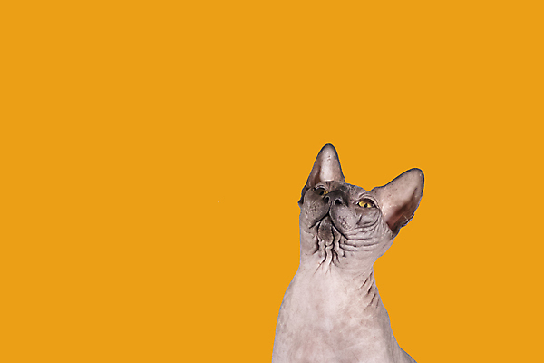 포토 JPG 해외이미지 한마리 실내 사람없음 반려동물 귀여움 고양이 올려보기 스핑크스고양이 반려묘 주황색배경 해외포토 동물 1 백그라운드 컨셉 포유류 모션 내부 주황색 파일형식 이미지허브
