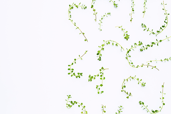 포토 JPG 해외이미지 백그라운드 사람없음 신선 풀 향신료 오브젝트 흰배경 유기농 카피스페이스 해외포토 식물 웰빙 공백 흰색 향미료 파일형식 이미지허브