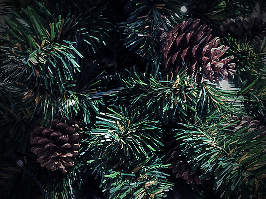 포토 JPG 해외이미지 나무 식물 배너 계절 백그라운드 잎 크리스마스 겨울 자연 벽지 휴가 새해 사람없음 장식 초록색 빛 갈색 파티 정원 검은색 나뭇가지 축하 소나무 질감 침엽수 전나무 원뿔 내추럴 가문비나무 카피스페이스 해외포토 도형 기념일 컬러 컨셉 이벤트 공백 생태계 파일형식 이미지허브