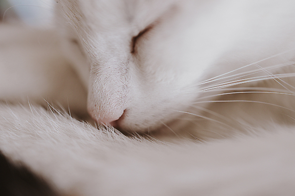 포토 JPG 해외이미지 동물 여자 백그라운드 포유류 휴식 주택 털 사람없음 반려동물 고양이 흰색 잠 모피 코 낮잠 솜털 해외포토 컬러 컨셉 사람 건물 신체부위 파일형식 이미지허브