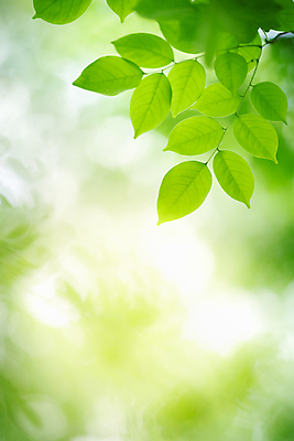 포토 JPG 해외이미지 나무 식물 계절 백그라운드 컨셉 잎 패턴 자연 벽지 추상 풍경 잔디 사람없음 초록색 여름 빛 컬러풀 햇빛 태양 우주 환경 정원 맑음 봄 성장 신선 숲 질감 보케 부드러움 내추럴 블러 생태학 지구의날 카피스페이스 그리너리 해외포토 자연요소 교육 기념일 컬러 무늬 날씨 공백 감각 생태계 파일형식 트랜드컬러 이미지허브