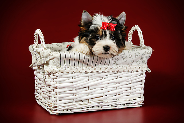 포토 JPG 해외이미지 동물 1 행복 새끼 백그라운드 새로움 털 미소 사람없음 빨간색 반려동물 귀여움 검은색 거울 흰색 개 달콤 강아지 작음 요크셔테리어 테리어 활 솜털 송곳니 기르기 비버 삼색 해외포토 감정 컬러 컨셉 포유류 표정 맛 치아 크기 돌봄 파일형식 이미지허브