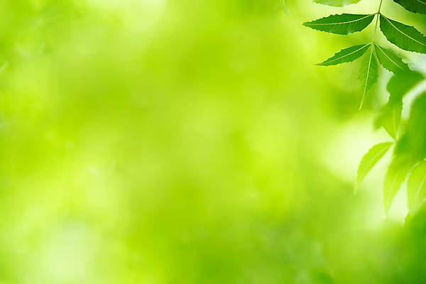 포토 JPG 해외이미지 나무 식물 계절 백그라운드 컨셉 잎 패턴 자연 벽지 추상 잔디 사람없음 초록색 빛 컬러풀 햇빛 태양 우주 환경 정원 맑음 봄 성장 신선 숲 질감 보케 부드러움 내추럴 블러 생태학 지구의날 카피스페이스 그리너리 효과 해외포토 자연요소 교육 기념일 컬러 무늬 날씨 공백 감각 생태계 파일형식 트랜드컬러 이미지허브