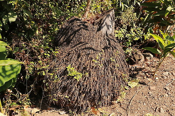 포토 JPG 해외이미지 나무 식물 모래 섬 여행 백그라운드 잎 자연 추상 휴가 바닥 건조 손바닥 풍경 사람없음 야외 목재 초록색 물 여름 햇빛 갈색 환경 나뭇가지 거친 숲 열대우림 묘사 질감 뿌리 코코넛 내추럴 고립 이국적 파라다이스 해외포토 자연요소 손 계절 컬러 무늬 과일 재료 태양 생태계 파일형식 이미지허브