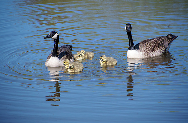 포토 JPG 해외이미지 동물 야생동물 가족 자연 조류 사람없음 물 파란색 갈색 노란색 봄 흰색 아기 부리 거위 내추럴 해외포토 자연요소 계절 컬러 관계 사람 생태계 파일형식 이미지허브