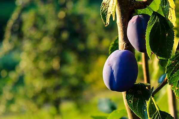 포토 JPG 해외이미지 나무 배너 음식 백그라운드 잎 농업 과일 텍스트 자연 사람없음 야외 여름 농장 정원 수확 나뭇가지 시골 신선 달콤 소프트포커스 과수원 다발 친환경 유기농 자두 내추럴 보스니아 숙성 세련 해외포토 식물 웰빙 계절 산업 촬영기법 환경 맛 생태계 파일형식 이미지허브
