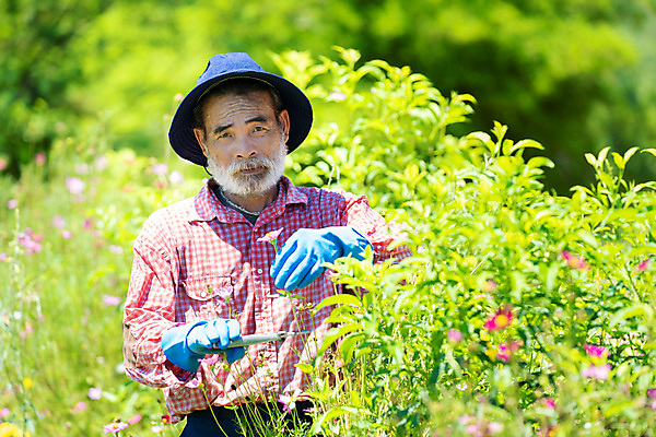 포토 JPG 해외이미지 식물 백인 라이프스타일 할아버지 꽃 행복 장갑 자연 주택 한명 사람 성인 취미 초록색 정원 장비 공구 업무 작업 자르기 원예 조경 선배 뒤뜰 옛날 원예사 해외포토 서양인 직업 1 잡화 노년 남자 감정 컬러 모션 건물 생활 도구 생태계 파일형식 이미지허브
