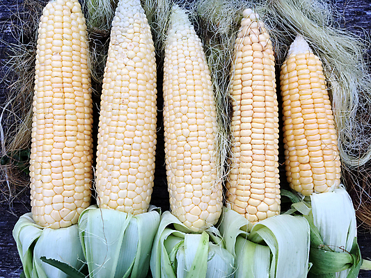 포토 JPG 해외이미지 식물 음식 잎 채소 과일 탁자 건강 옥수수 씨앗 사람없음 목재 초록색 여름 농작물 농장 노란색 식사 수확 껍질 가을 신선 그룹 황금 달콤 맛 정상 낟알 다발 알맹이 날것 매듭 귀 팝콘 내추럴 밭일 숙성 식용 해외포토 나무 계절 컬러 가구 컨셉 농업 재료 곡류 신체부위 파일형식 이미지허브
