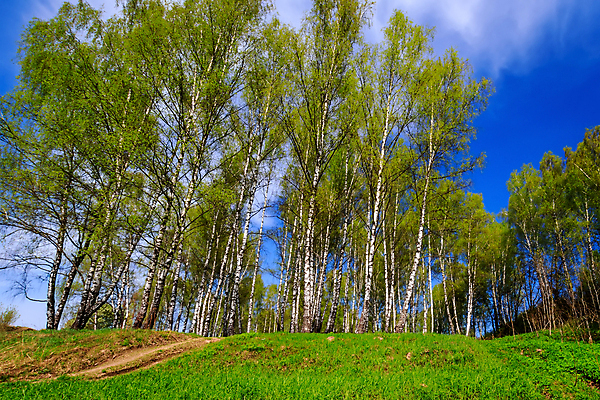 포토 JPG 해외이미지 나무 식물 계절 공원 백그라운드 잎 자연 하늘 그림자 풍경 사람없음 야외 목재 초록색 여름 파란색 빛 햇빛 환경 검은색 봄 흰색 신선 숲 러시아 장면 나무껍질 자작나무 내추럴 해외포토 공공시설 유럽 컬러 재료 태양 껍질 생태계 파일형식 이미지허브