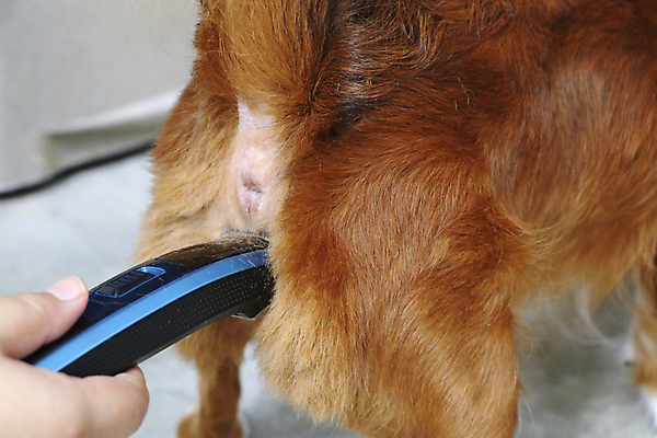 포토 JPG 해외이미지 한마리 손 실내 들기 신체부위 강아지 치와와 바리깡 애견미용 애견미용사 해외포토 1 모션 사람 내부 반려동물 뷰티 개 미용사 파일형식 이미지허브