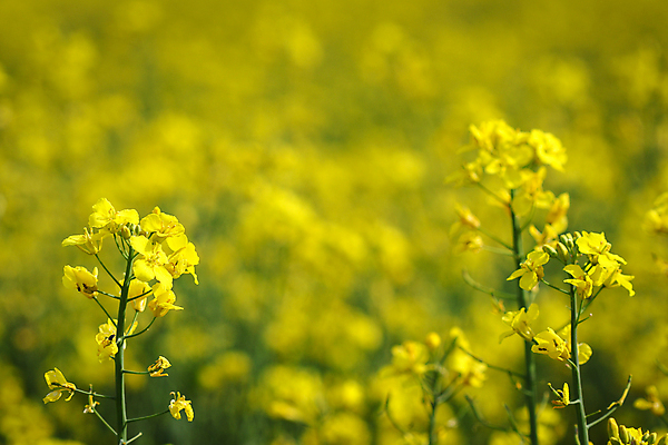 포토 JPG 해외이미지 식물 꽃 밭 농업 자연 씨앗 사람없음 야외 여름 농작물 농장 농경지 노란색 농사 봄 활발 수확 성장 벚꽃 농촌 시골 개화 황금 유채 조경 밭일 카놀라 세련 해외포토 계절 산업 컬러 컨셉 생태계 파일형식 이미지허브