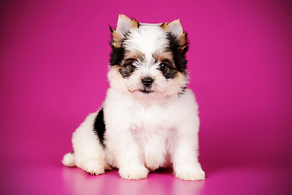 포토 JPG 해외이미지 동물 1 행복 새끼 백그라운드 새로움 털 사람없음 빨간색 반려동물 귀여움 검은색 거울 흰색 개 달콤 강아지 작음 요크셔테리어 테리어 활 솜털 송곳니 기르기 비버 삼색 해외포토 감정 컬러 컨셉 포유류 맛 치아 크기 돌봄 파일형식 이미지허브