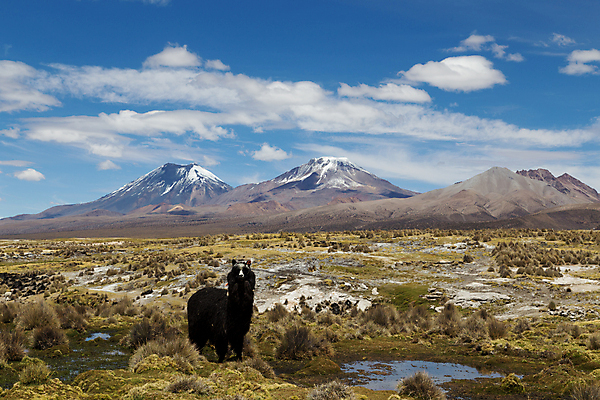 포토 JPG 해외이미지 동물 공원 여행 자연 산 풍경 사람없음 미국 사막 황무지 화산 낙타 남쪽 내추럴 산악지대 볼리비아 알파카 전국 절정 해외포토 공공시설 북아메리카 포유류 아메리카 방향 생태계 파일형식 이미지허브
