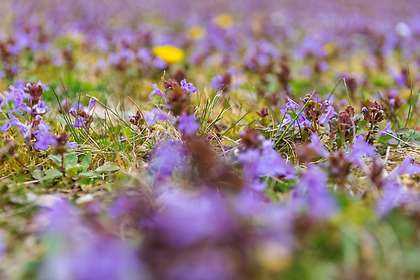 포토 JPG 해외이미지 식물 계절 꽃 백그라운드 꽃무늬 밭 자연 사람없음 컬러풀 햇빛 노란색 보라색 봄 신선 개화 클로버 민들레 묘사 카피스페이스 해외포토 컬러 무늬 농업 태양 공백 생태계 파일형식 이미지허브