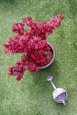 포토 JPG 해외이미지 나무 식물 디자인 계절 단풍 잎 자연 풍경 사람없음 야외 장식 빨간색 초록색 물 빛 컬러풀 정원 일본 봄 물뿌리개 나뭇가지 냄비 작음 원예 내추럴 해외포토 자연요소 아시아 컬러 취미 솥 크기 생태계 파일형식 이미지허브