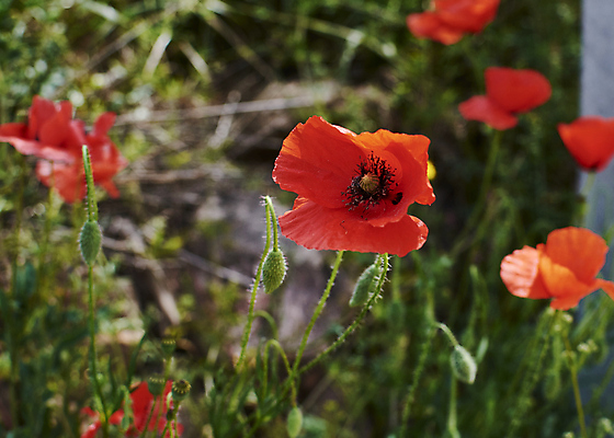 포토 JPG 해외이미지 식물 꽃 잎 밭 농업 자연 불꽃 풍경 사람없음 빨간색 초록색 농작물 햇빛 농장 정원 침묵 봄 수확 벚꽃 시골 땅 밀 허브 묘사 원예 양귀비 향 내추럴 해외포토 계절 산업 컬러 불 곡류 취미 태양 소리 생태계 파일형식 이미지허브