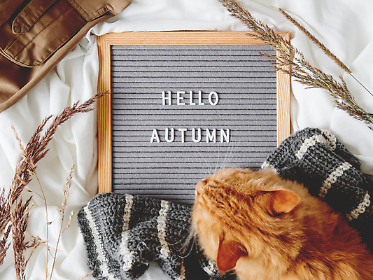 포토 JPG 해외이미지 식물 한마리 영어 옷 액자 실내 액자틀 사람없음 장식 반려동물 하이앵글 고양이 가을 천 반려묘 해외포토 동물 문자 1 계절 뷰포인트 포유류 틀 내부 직물 파일형식 이미지허브