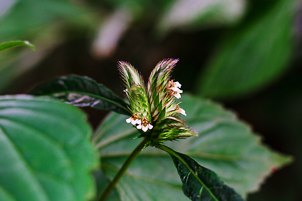 포토 JPG 해외이미지 식물 계절 꽃 여행 백그라운드 잎 태국 자연 아침 추상 휴가 산 풍경 사람없음 야외 초록색 여름 햇빛 태양 노란색 정원 검은색 봄 성장 벚꽃 흰색 신선 숲 내추럴 해외포토 주간 자연요소 아시아 컬러 무늬 생태계 파일형식 이미지허브