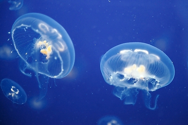 포토 JPG 해외이미지 두마리 사람없음 바닷속 수중동물 자포동물 해파리 해외포토 동물 2 수중 파일형식 이미지허브