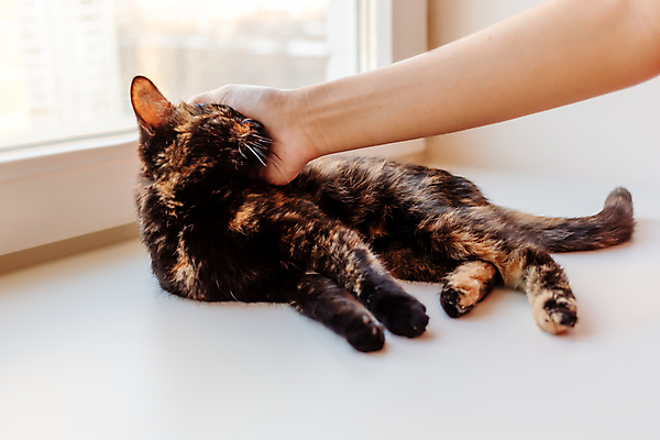 포토 JPG 해외이미지 응시 시선 친절 수염 주택 앉기 사람없음 반려동물 검은색 고양이 닫기 솜털 타격 해외포토 동물 컬러 포유류 모션 건물 파일형식 이미지허브