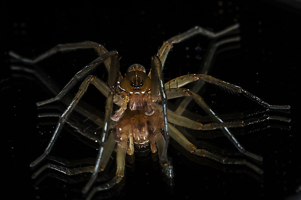 포토 JPG 해외이미지 패턴 자연 사람없음 초록색 검은색 거미 F 해외포토 알파벳 컬러 곤충 무늬 생태계 파일형식 이미지허브