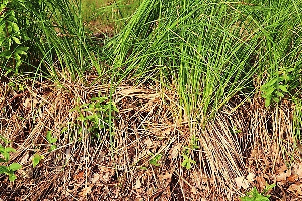 포토 JPG 해외이미지 식물 디자인 꽃 종이 벽 백그라운드 잎 패턴 밭 봄꽃 자연 벽지 표면 추상 잔디 사람없음 초록색 환경 정원 봄 회색 성장 신선 거친 닫기 허브 질감 내추럴 알레르기 그런지 옛날 채식주의자 해외포토 계절 컬러 무늬 농업 모션 질병 생태계 채식 파일형식 이미지허브