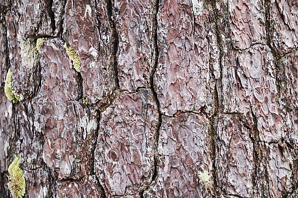 포토 JPG 해외이미지 나무 식물 디자인 선 백그라운드 패턴 자연 벽지 표면 날씨 추상 건조 사람없음 목재 갈색 환경 수확 소나무 거친 역사 균열 보호 숲 피부 묘사 유기농 질감 나무껍질 내추럴 그런지 수목 옛날 해외포토 웰빙 컬러 컨셉 무늬 농업 재료 모션 신체부위 껍질 생태계 파일형식 이미지허브