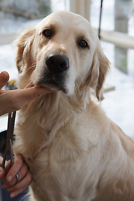 포토 JPG 해외이미지 손 실내 들기 신체부위 반려동물 잡기 개 골든리트리버 강아지 사냥개 돌봄 미용가위 애견미용 해외포토 동물 포유류 모션 가위_도구 사람 내부 뷰티 미용용품 리트리버 파일형식 이미지허브