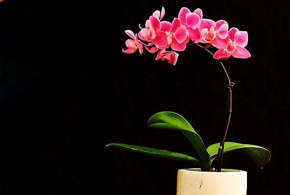 포토 JPG 해외이미지 식물 디자인 꽃잎 꽃 줄기 분홍색 백그라운드 잎 꽃무늬 자연 선물 사람없음 장식 초록색 보라색 검은색 벚꽃 흰색 나뭇가지 신선 개화 난초 우아함 닫기 제비꽃 호접란 강렬 고립 이국적 해외포토 나무 컬러 컨셉 무늬 모션 생태계 파일형식 이미지허브