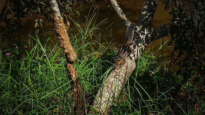 포토 JPG 해외이미지 나무 동물 응시 공원 야생동물 백그라운드 포유류 자연 털 손바닥 사람없음 야외 목재 초록색 갈색 머리 줄무늬 가을 나뭇가지 설치류 숲 작음 인도인 꼬리 다람쥐 솜털 내추럴 케랄라주 해외포토 외국인 식물 손 시선 계절 공공시설 컬러 무늬 재료 동양인 신체부위 인도_나라 크기 생태계 파일형식 이미지허브