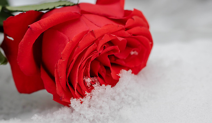 포토 JPG 해외이미지 디자인 꽃 백그라운드 컨셉 사람없음 장미 해외포토 식물 파일형식 이미지허브