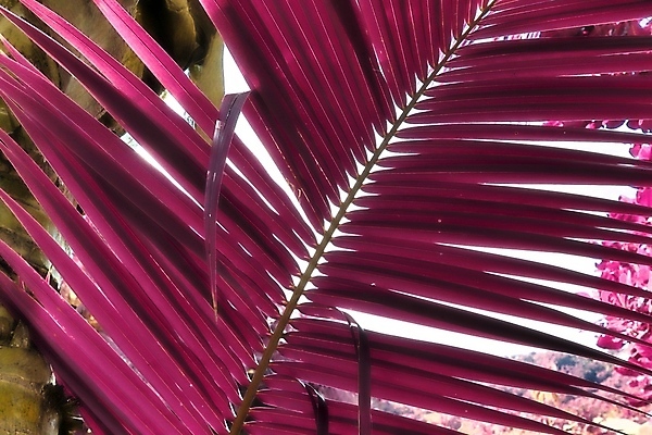 포토 JPG 해외이미지 분홍색 사람없음 야외 야자수 세이셸 야자수잎 해외포토 나무 컬러 잎 아프리카 파일형식 이미지허브