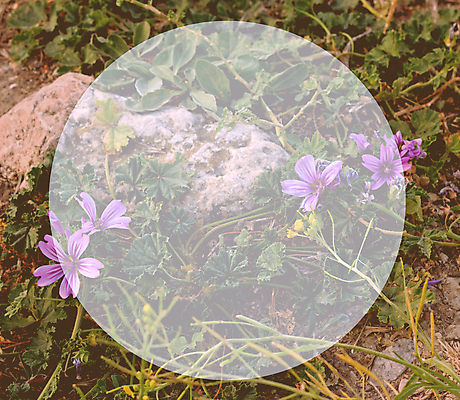 포토 JPG 해외이미지 식물 템플릿 디자인 배너 꽃 백그라운드 꽃무늬 패턴 텍스트 자연 벽지 미술 사람없음 야외 초록색 빛 햇빛 노란색 보라색 흰색 원형 신용카드 닫기 질감 부드러움 내추럴 해외포토 도형 컬러 무늬 모션 문화예술 금융 태양 감각 생태계 파일형식 이미지허브