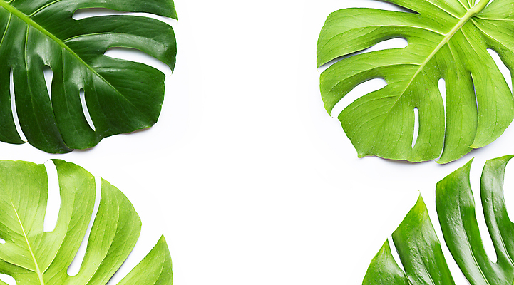 포토 JPG 해외이미지 실내 사람없음 여러개 흰배경 몬스테라 열대잎 카피스페이스 해외포토 식물 다수 백그라운드 잎 내부 공백 흰색 파일형식 이미지허브