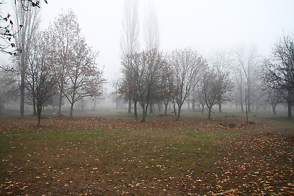 포토 JPG 해외이미지 나무 유럽 도로 길 호수 백그라운드 잎 자연 아침 그림자 풍경 사람없음 물 빛 검은색 어둠 꿈 거울 할로윈 추위 안개 가을 야간 저녁 숲 신비 무서움 비밀 땅 공상 마법 나쁜 땅바닥 뿌연 악몽 해외포토 주간 자연요소 식물 계절 감정 나라 컬러 컨셉 교통시설 날씨 바닥 생태계 파일형식 이미지허브